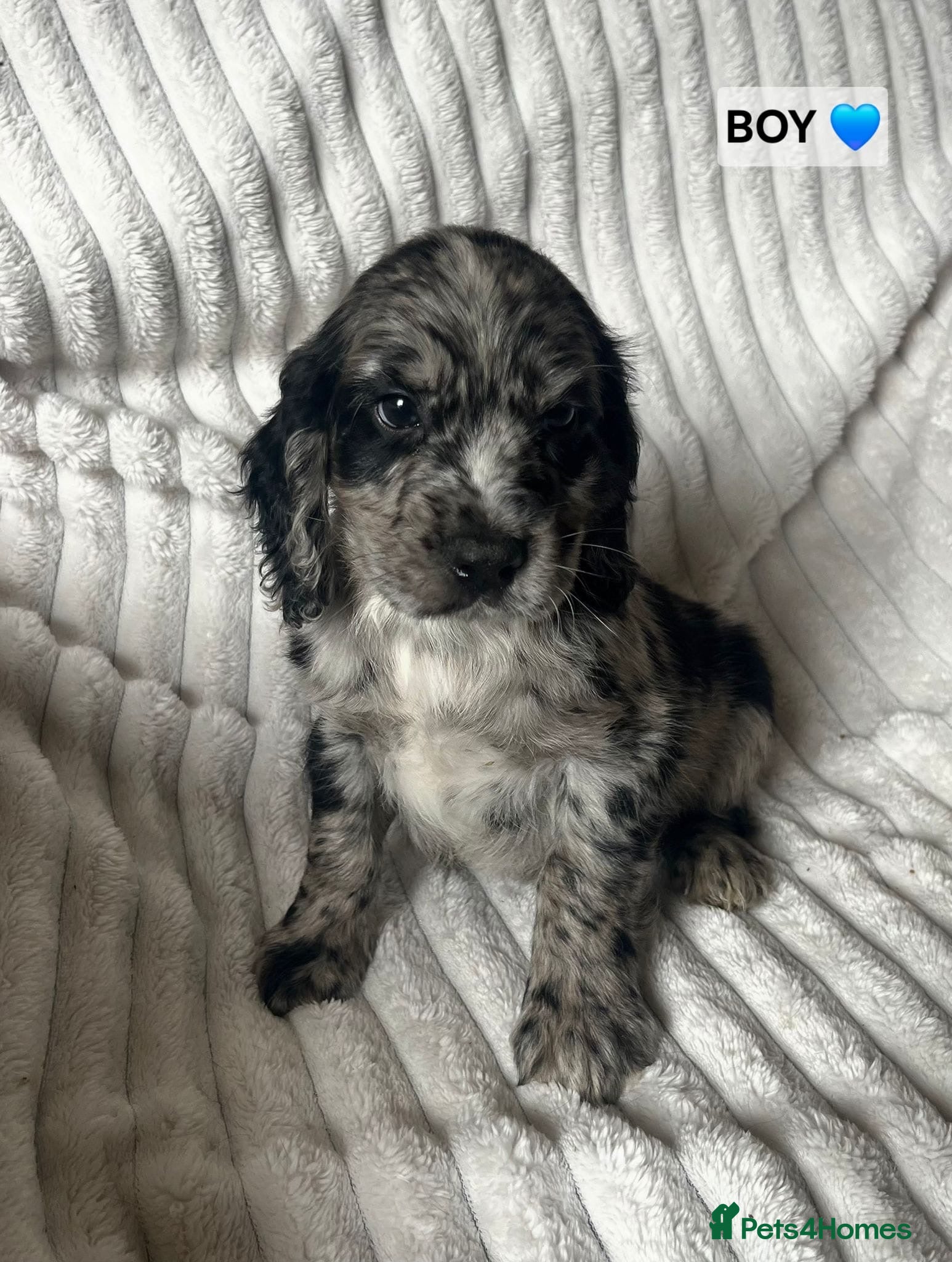 Cocker Spaniel dogs Cocker spaniel puppies (merle) for sale - Advert 2