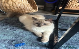 Ragdoll cats for sale: Beautiful Male Ragdoll Kitten With Care Package - Advert 4