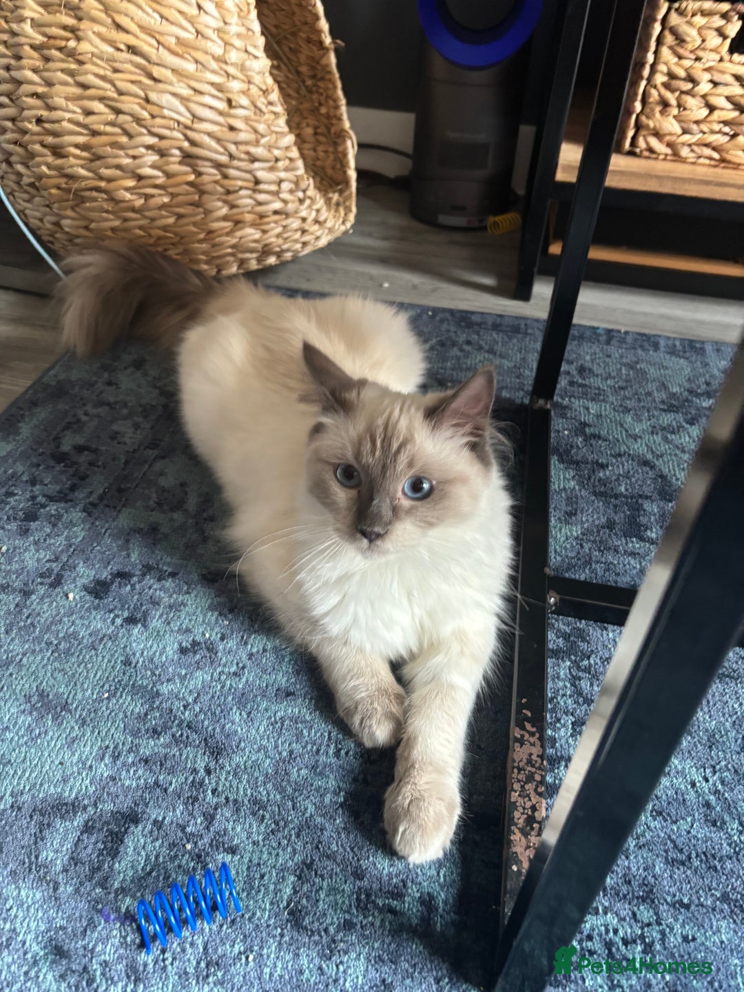 Ragdoll cats for sale: Beautiful Male Ragdoll Kitten With Care Package - Advert 4