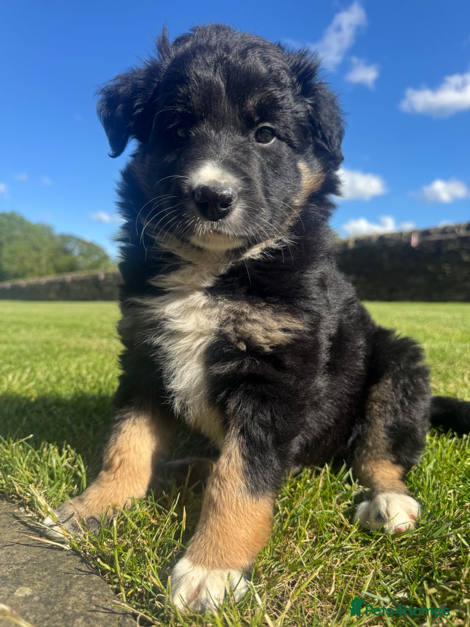 Border Collie dogs Border Collie Puppy’s litter of 6 gorgeous pups.  - Advert 2