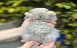 Mini Lop rabbits for sale: Mini Lop Baby Bunnies  - Image 8