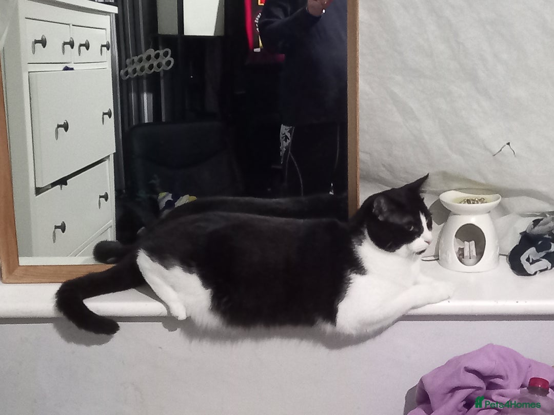 British Shorthair cats for sale: Tommy - Image 6