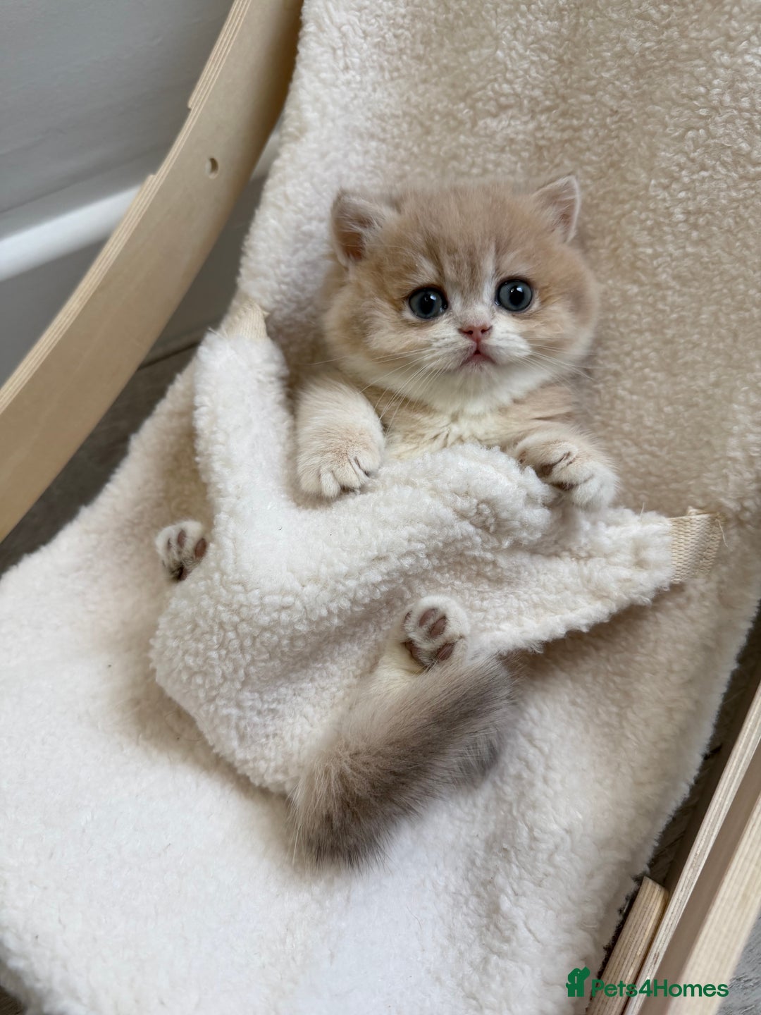 British Shorthair cats for sale: Golden Blue British Shorthair kittens - Advert 26