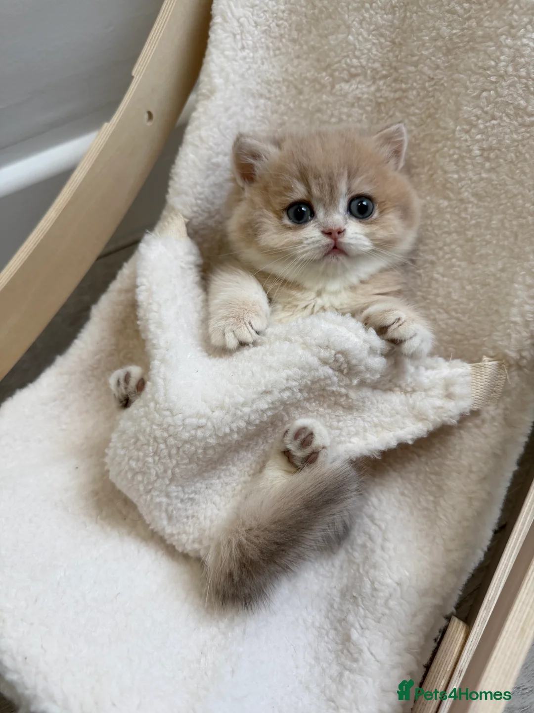 British Shorthair cats for sale: Golden Blue British Shorthair kittens - Advert 27