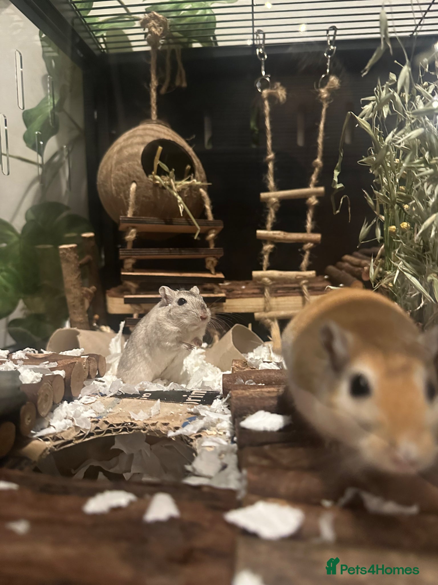 Gerbil rodents Smokey and Peanut - Advert 1