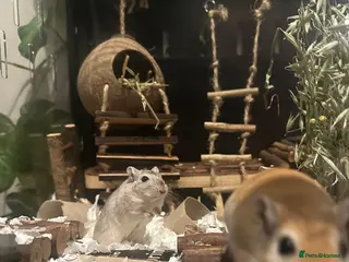 Gerbil rodents Smokey and Peanut - Advert 2