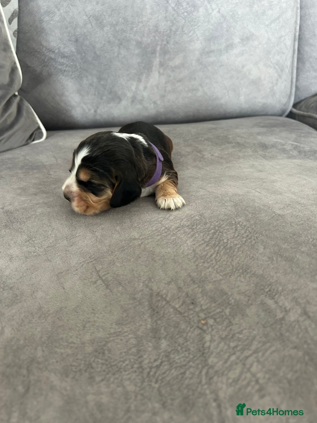 Cocker Spaniel dogs for sale: ✨show type cocker spaniel ✨ - Image 16