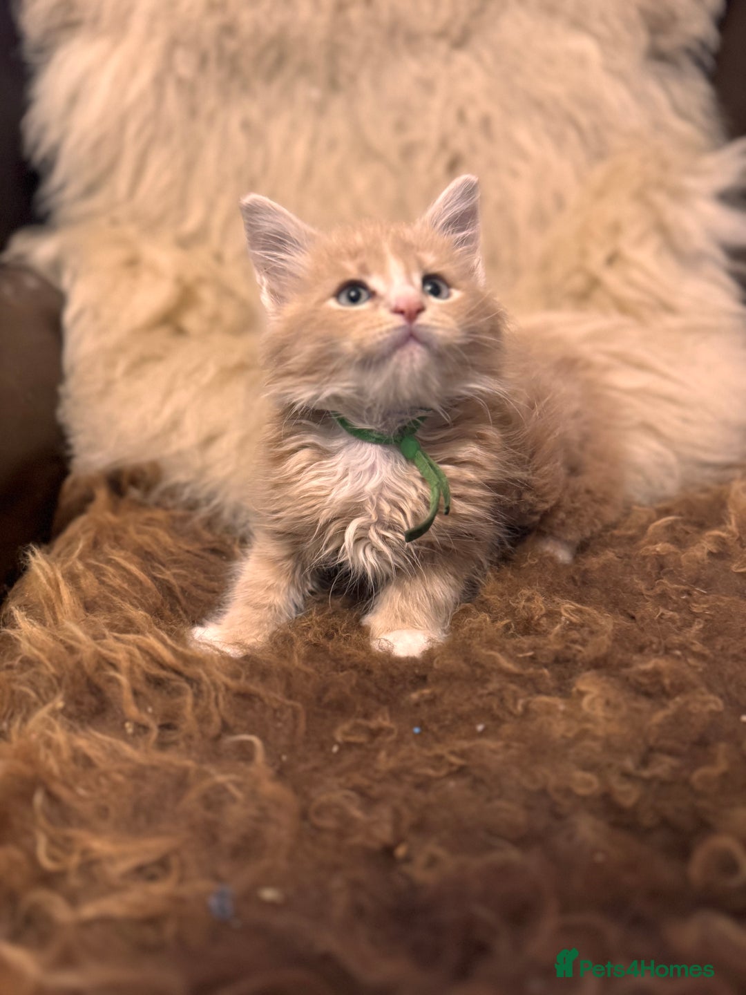 Maine Coon cats for sale:  TICA Registered Maine Coon Kittens- ready now  - Advert 10