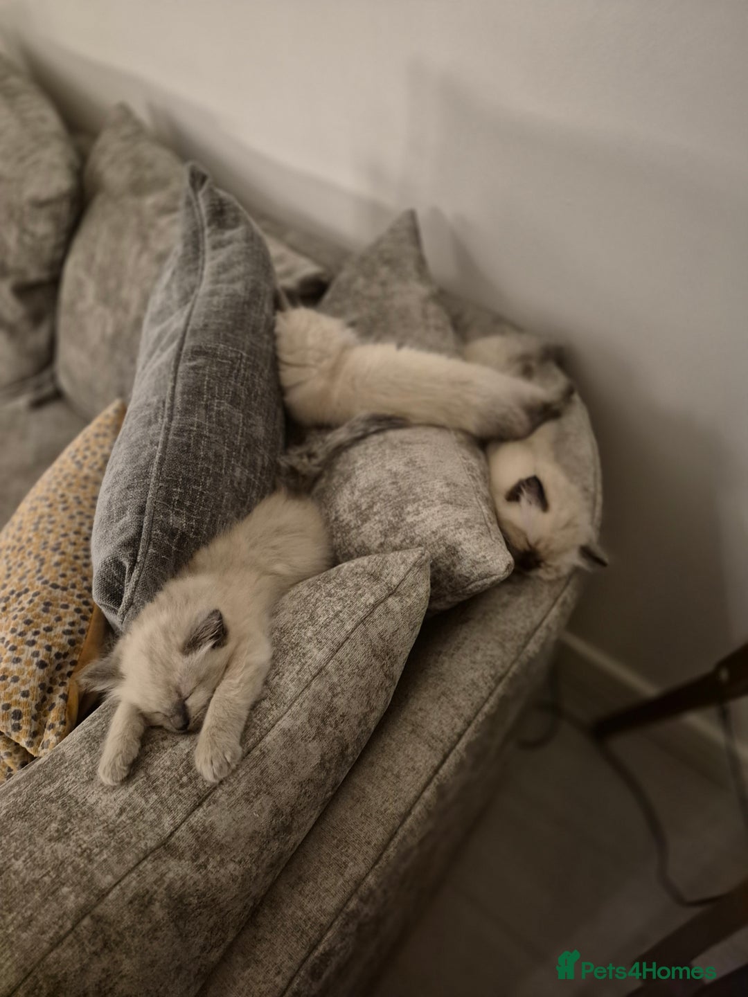 Ragdoll cats for sale: Pure Ragdoll Kittens - Advert 11