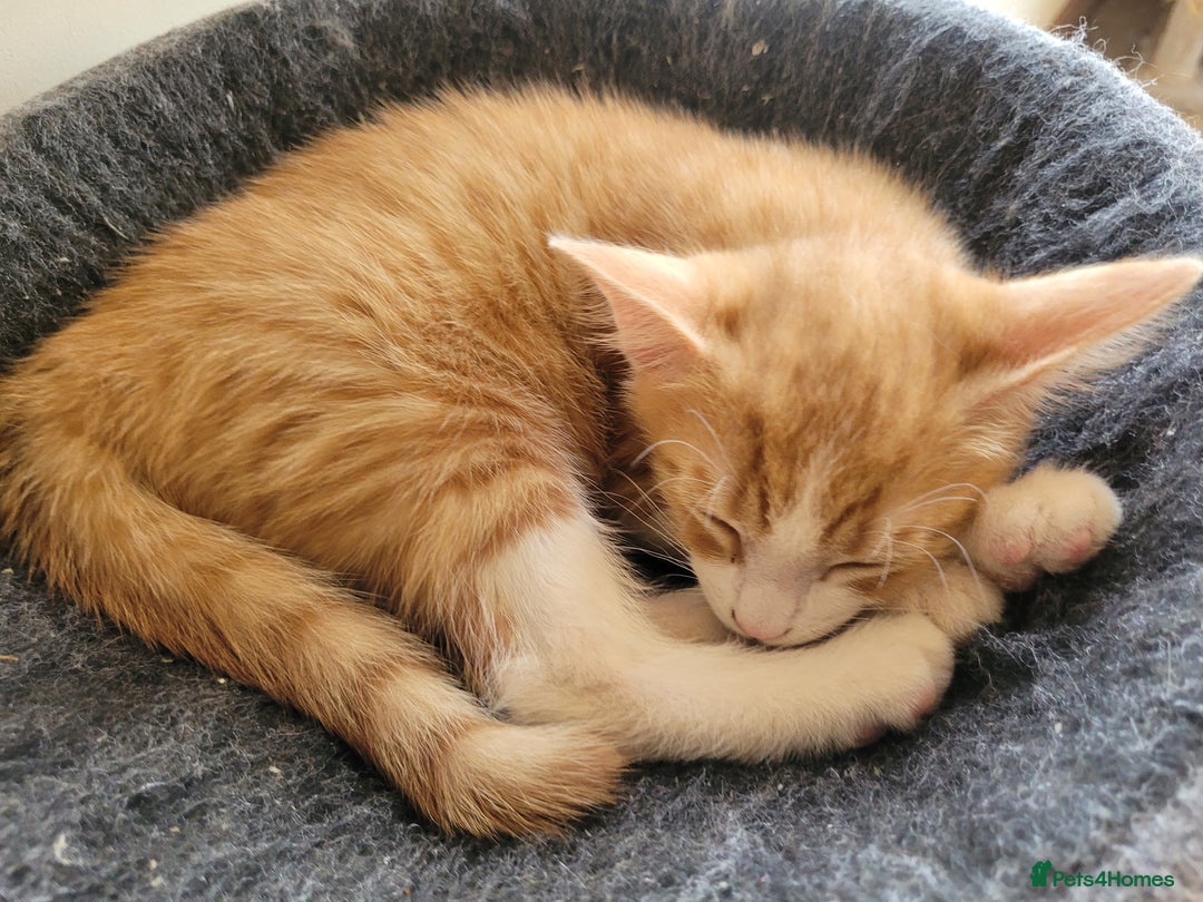 Mixed Breed cats for sale: Gorgeous kittens ready for forever homes - Image 7
