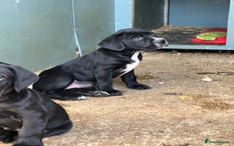 Mixed Breed dogs for sale: PUGGLES - Image 2