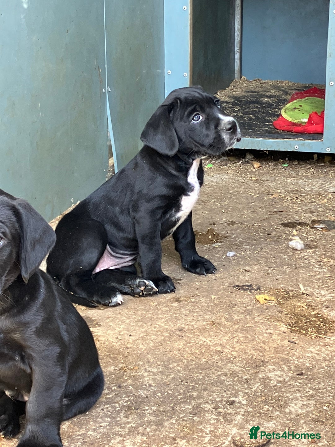 Mixed Breed dogs for sale: PUGGLES - Image 2