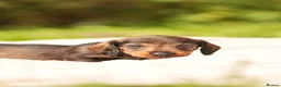 Dachshund dogs for sale: Rare Standard Wire Haired Dapple Dachshunds  in Leicester - Advert 20