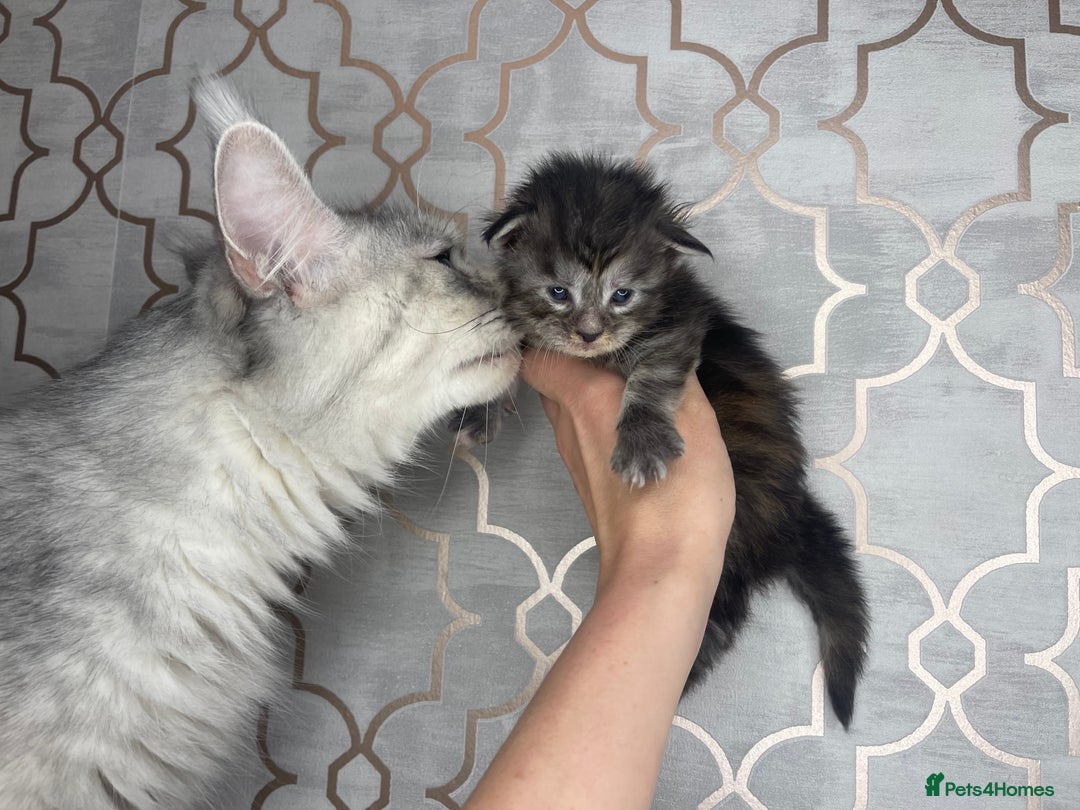 Maine Coon cats for sale: 🐾💛5 Sweet Maine Coons looking for forever home💛 - Advert 29