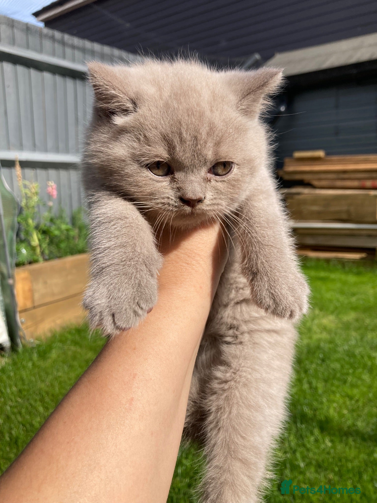 British Shorthair cats Champion 🏆 pedigree British shorthair kittens  - Advert 2