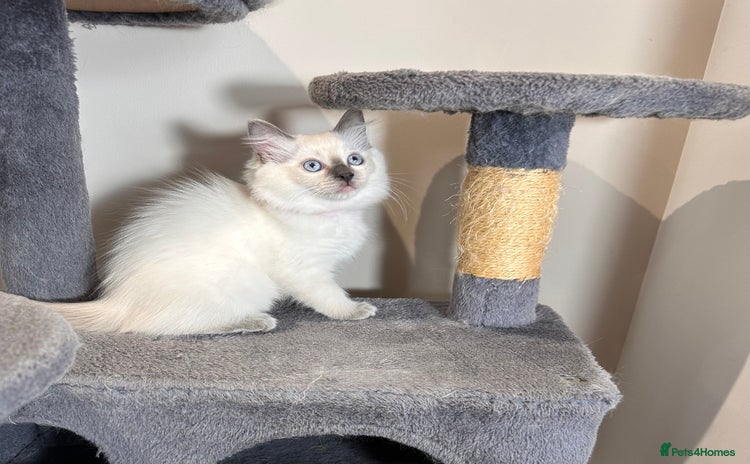 Ragdoll cats - Advert 8