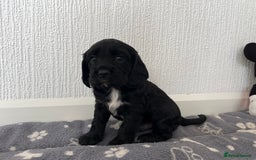 Cockalier dogs for sale: Cavalier x cocker spaniel puppies  - Image 8