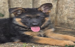 German Shepherd dogs for sale: KC reg German Shepherds, Loving family pups - Image 6