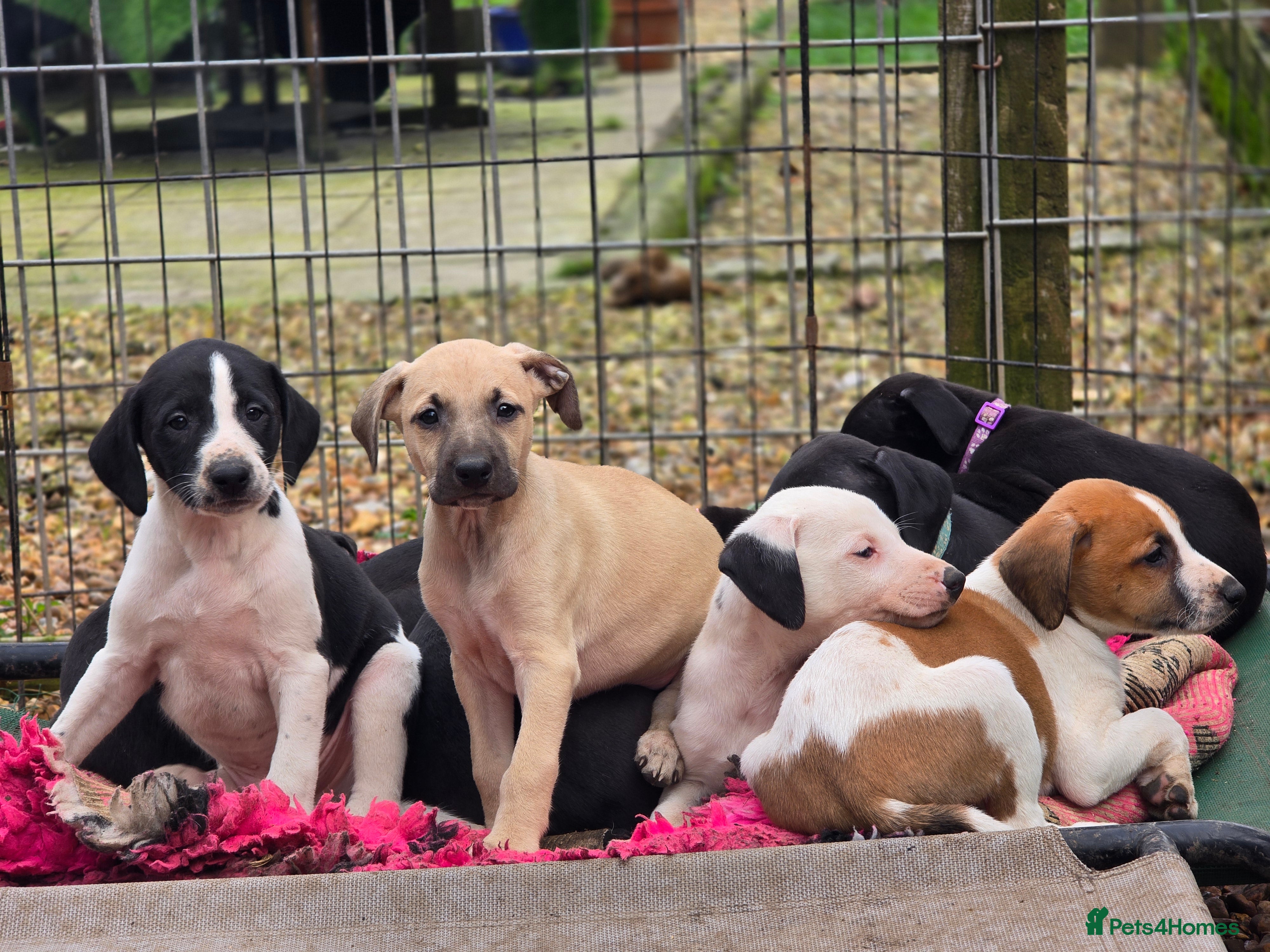 Mixed Breed dogs Whippet cross lurcher - Advert 21