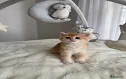 Brazilian Shorthair cats for sale: Golden British Shorthair kittens - Image 31