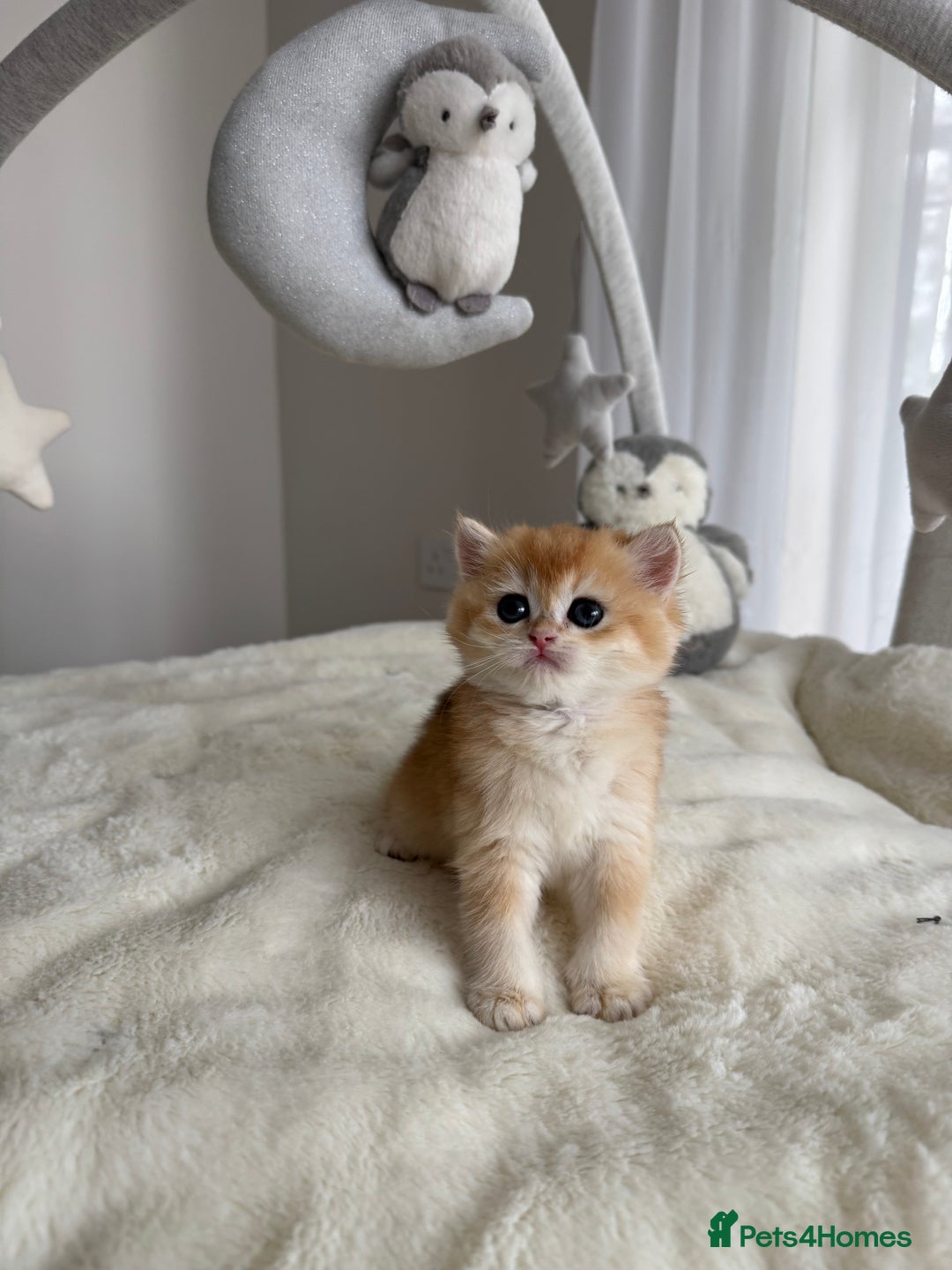 Brazilian Shorthair cats for sale: Golden British Shorthair kittens - Image 31
