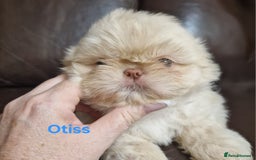 Shih Tzu dogs for sale: 6 Snow White Shih Tzu Pups.  - Image 3