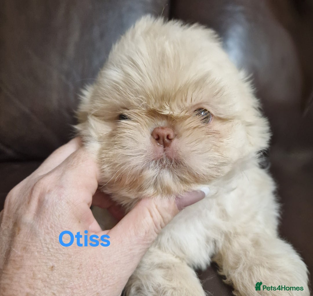 Shih Tzu dogs for sale: 6 Snow White Shih Tzu Pups.  - Image 3