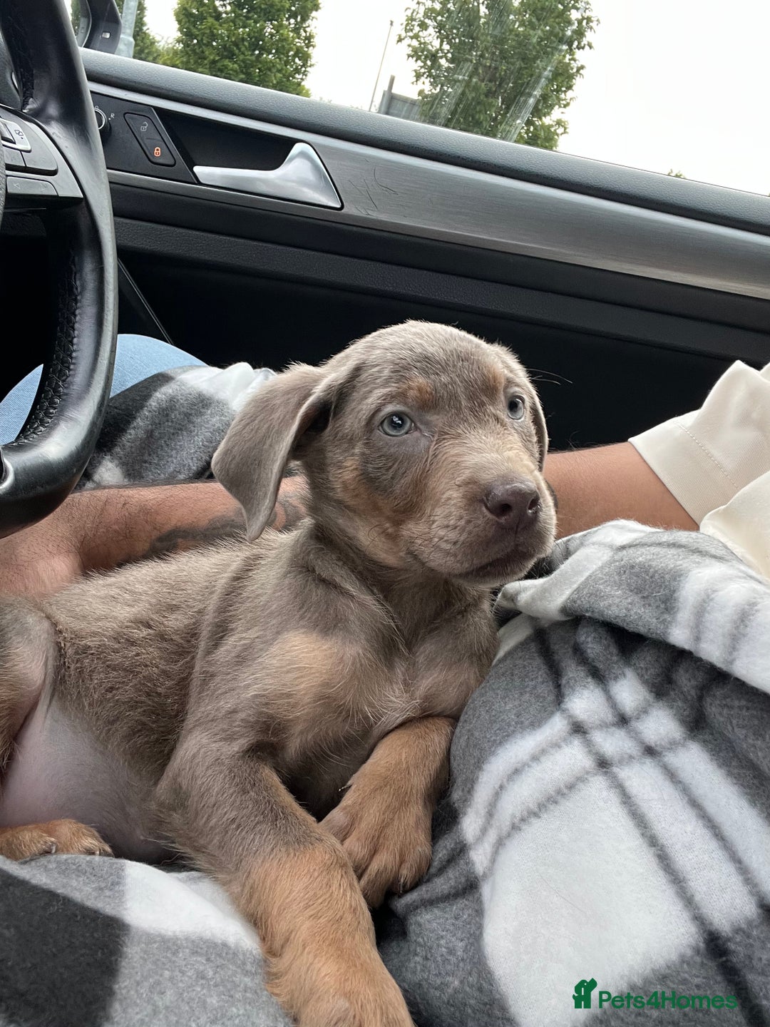 Labrador Retriever dogs for sale: American Labrador puppy  - Image 3