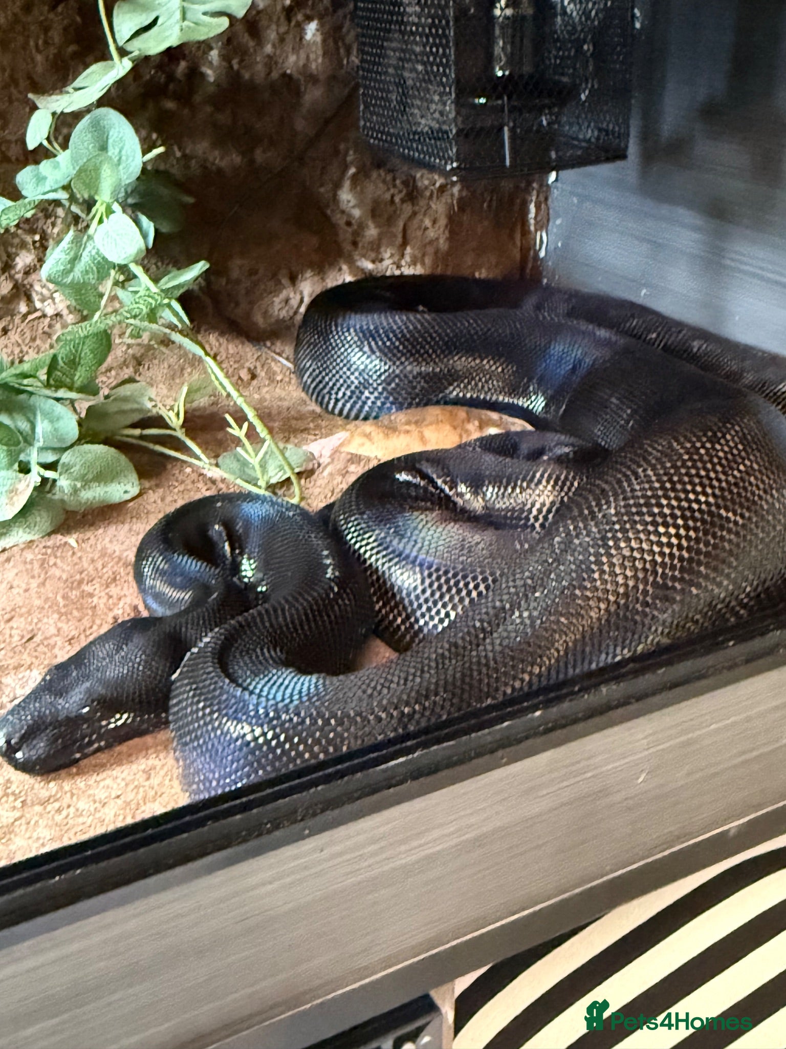 Boa Snake reptiles Ghost devil boa  - Advert 2
