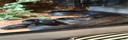 Boa Snake reptiles for sale: Ghost devil boa  - Advert 2