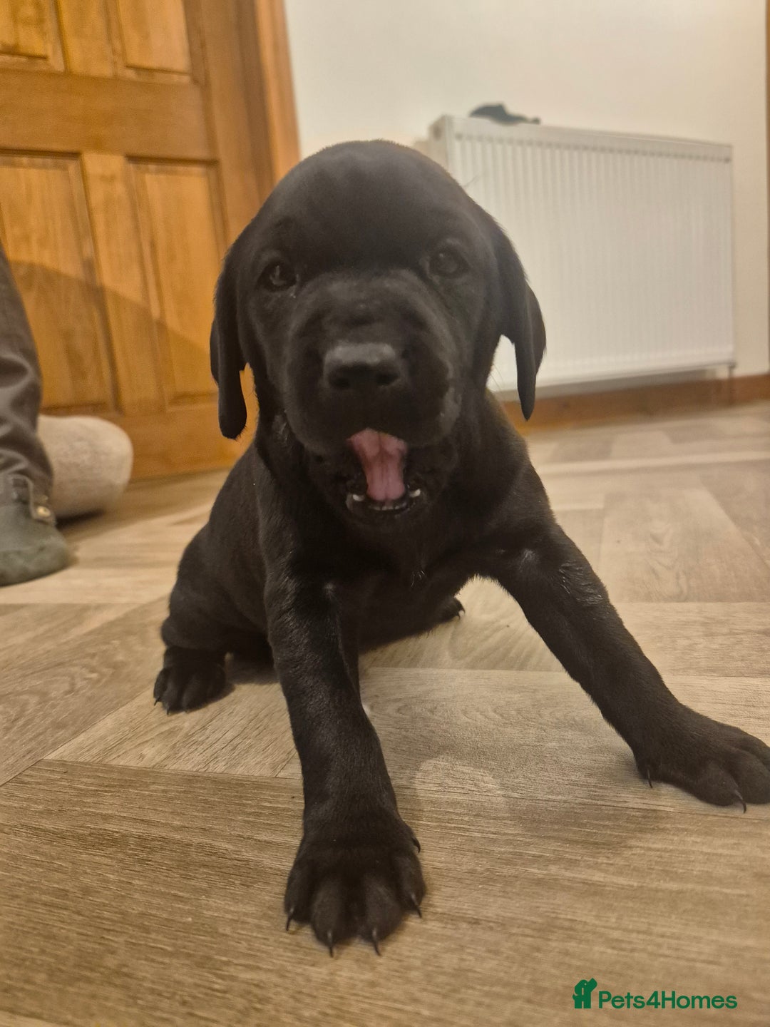Mixed Breed dogs for sale: Chunky Lab X Pointer pups - Advert 8