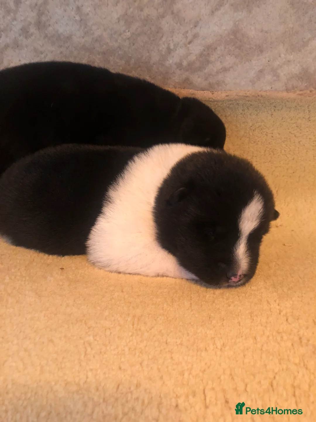 Akita dogs for sale: 7 bear faced American Akitas puppies  - Advert 27