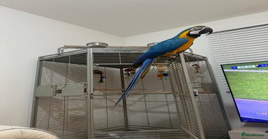 Macaws birds - Advert 4