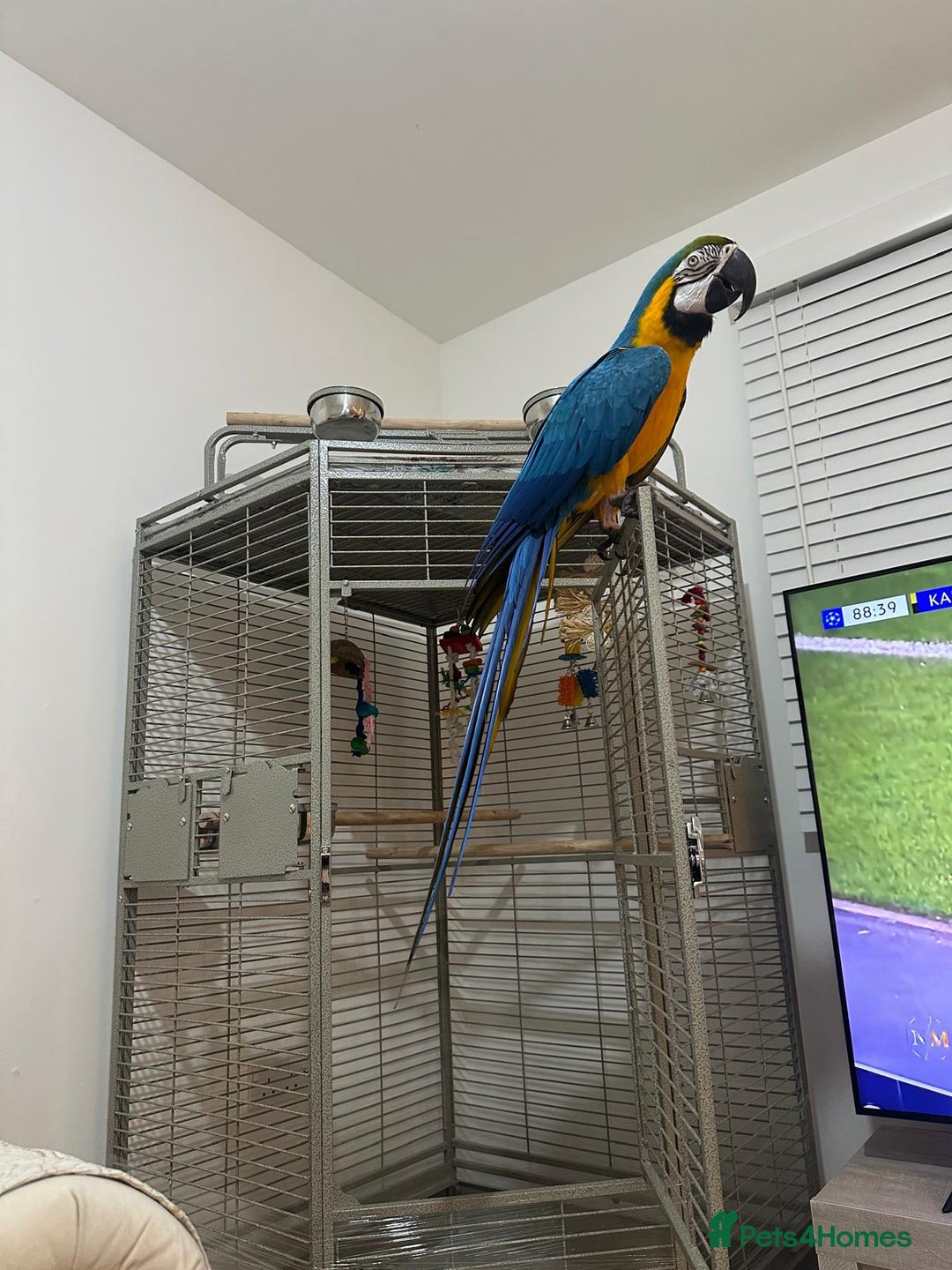Macaws birds for sale: Beautiful blue and gold macaw Age 2  - Image 2