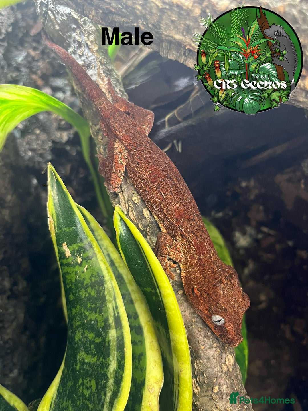 Gecko reptiles for sale: Crested gecko and gargoyles male and female  - Advert 3
