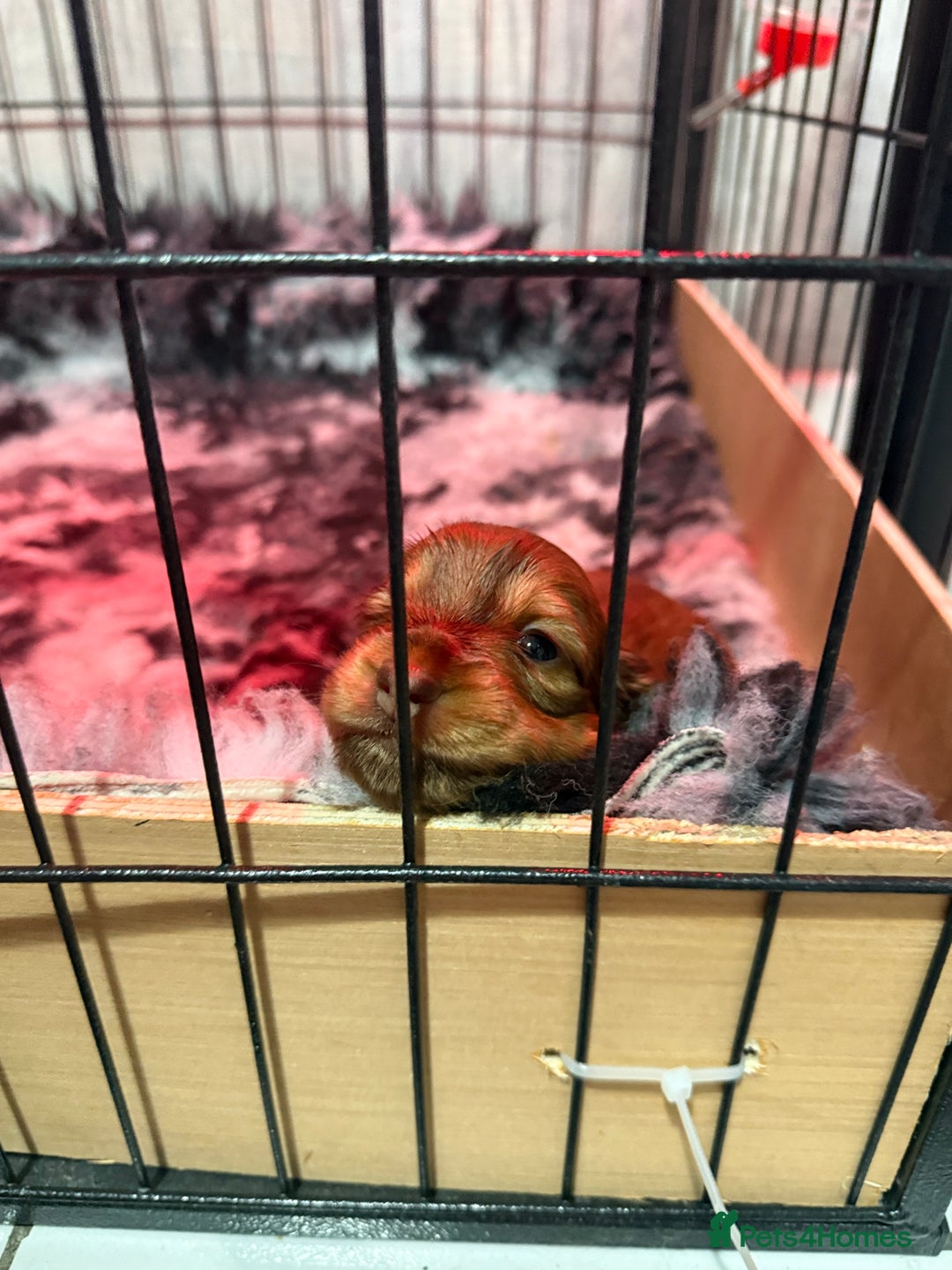 Miniature Dachshund dogs for sale: Beautiful Longhair miniature Dachshund - Image 29