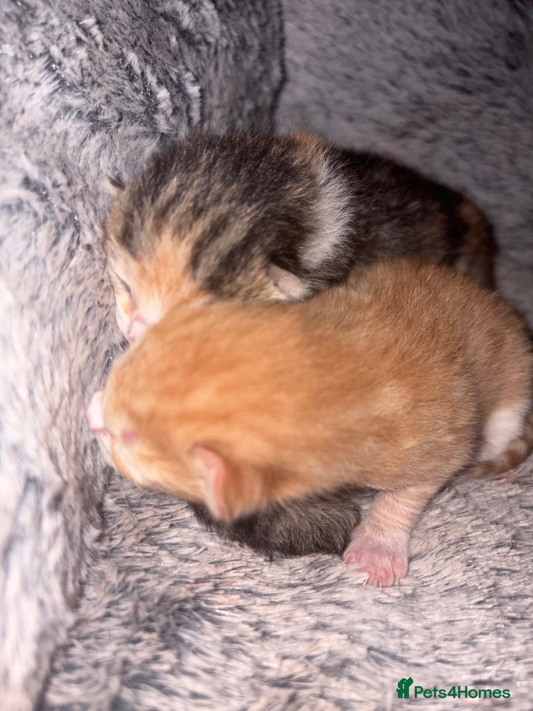 Mixed Breed cats for sale: Newborn kittens  - Advert 3