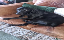 Labrador Retriever dogs for stud: Proven KC Labrador Stud in Stoke-on-Trent - Image 16