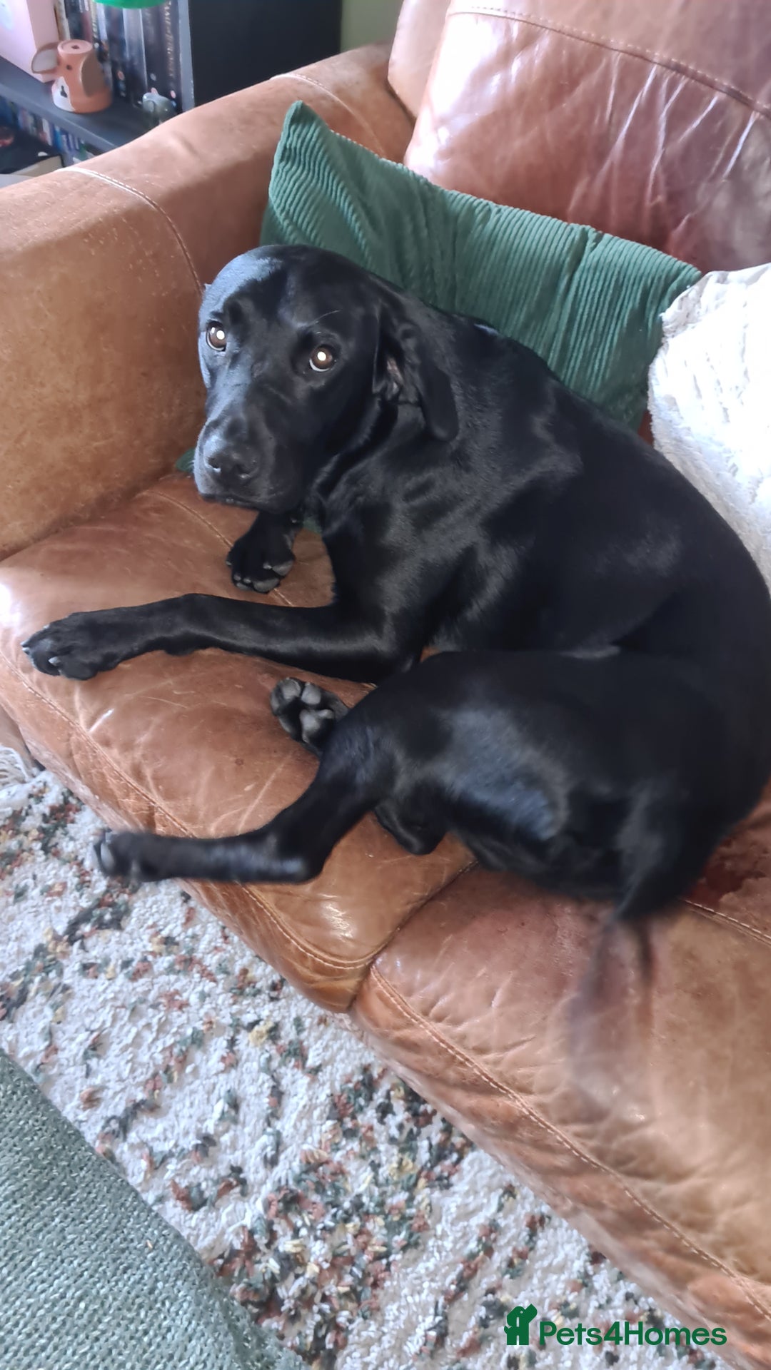Labrador Retriever dogs for stud: Proven KC Labrador Stud in Stoke-on-Trent - Image 16