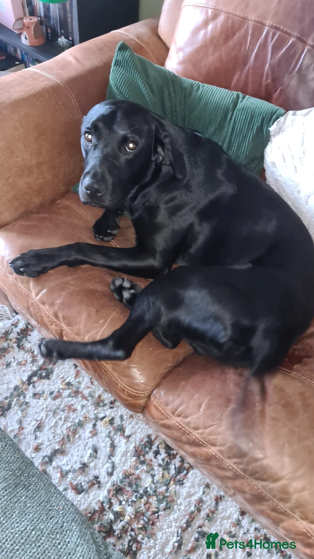 Labrador Retriever dogs for stud: Proven KC Labrador Stud in Stoke-on-Trent - Advert 16