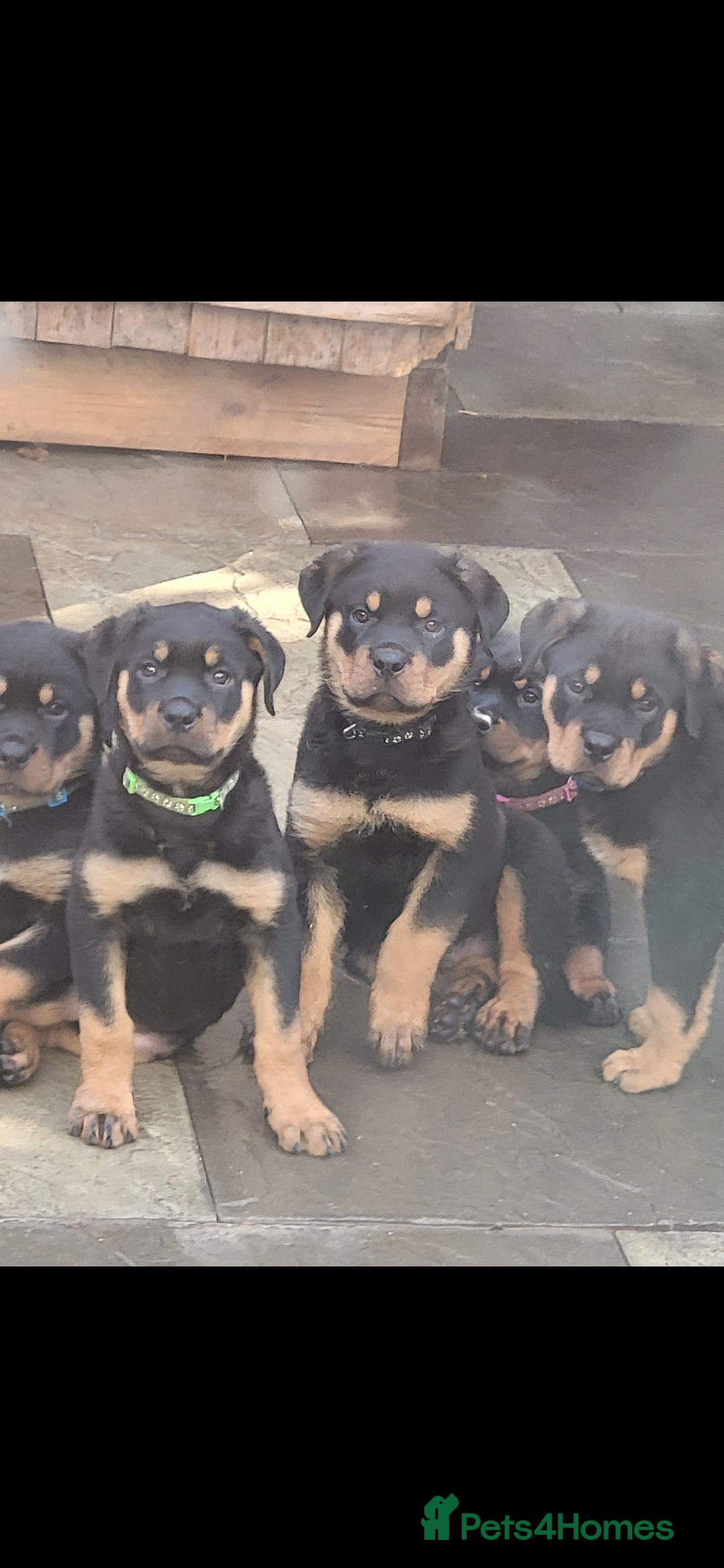 Rottweiler dogs Rottweiler pupps 1 chunky boy left - Advert 2