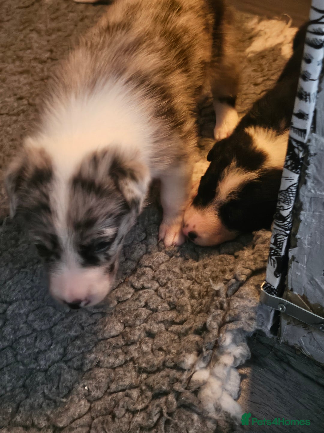 Border Collie dogs for sale: Unique blue merle border collie puppies - Image 6