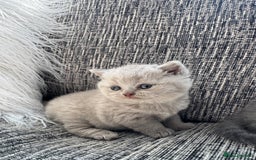 Scottish Fold cats for sale: Beautiful TICA reg Scottish Fold/Straight Kittens  - Image 15