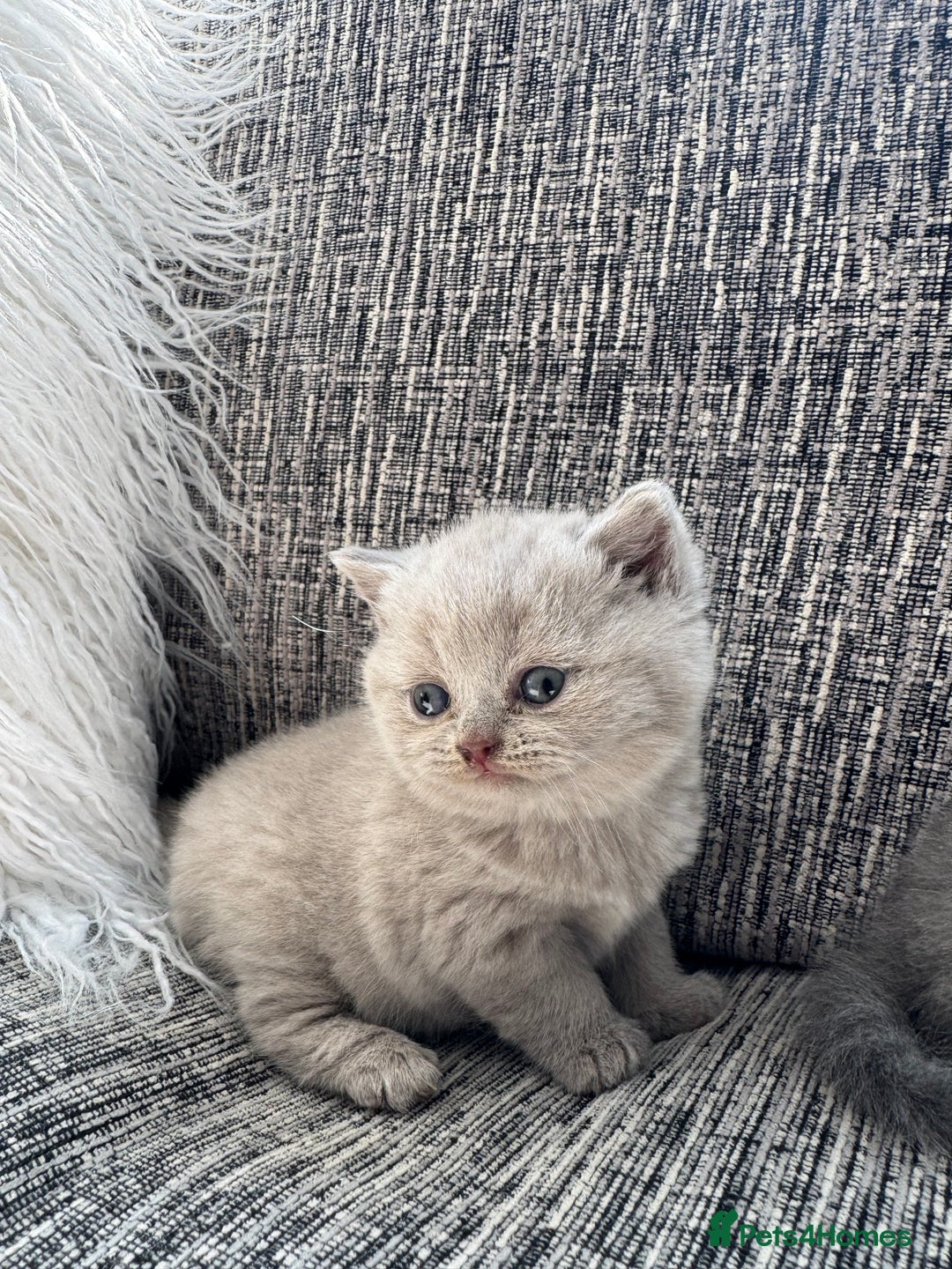 Scottish Fold cats for sale: Beautiful TICA reg Scottish Fold/Straight Kittens  - Image 15