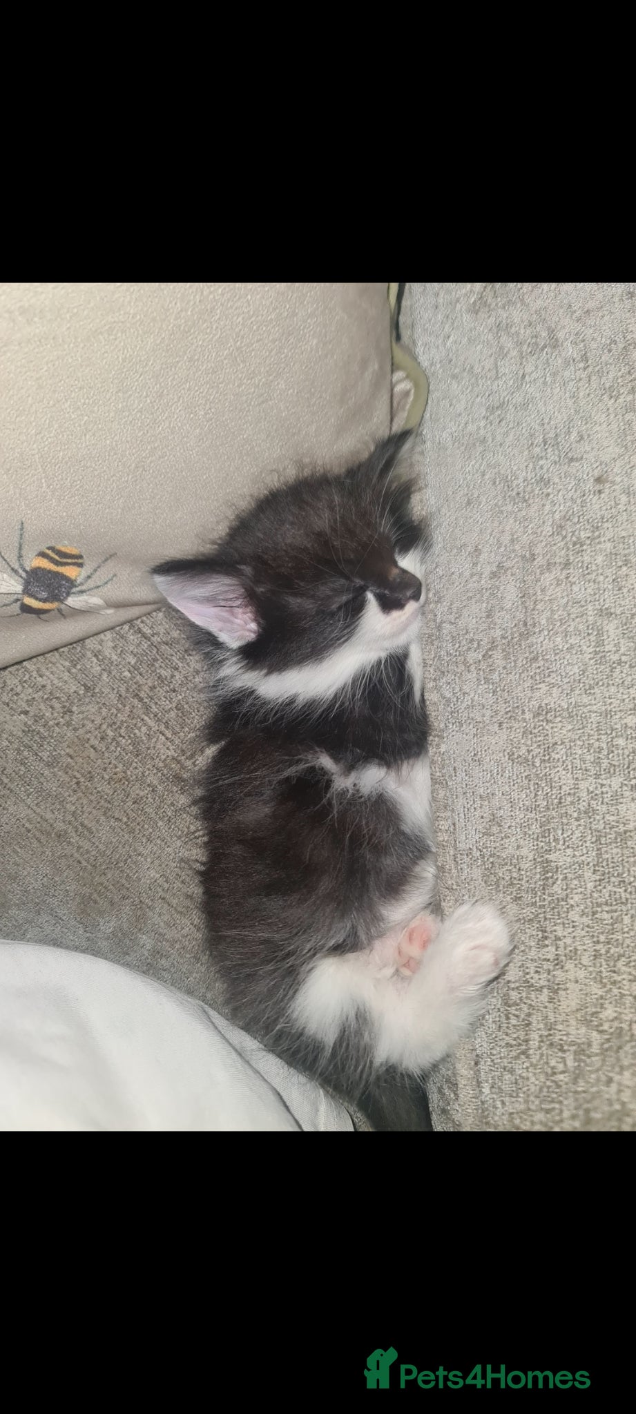 Mixed Breed cats for sale: Fabulous trio  - Advert 12