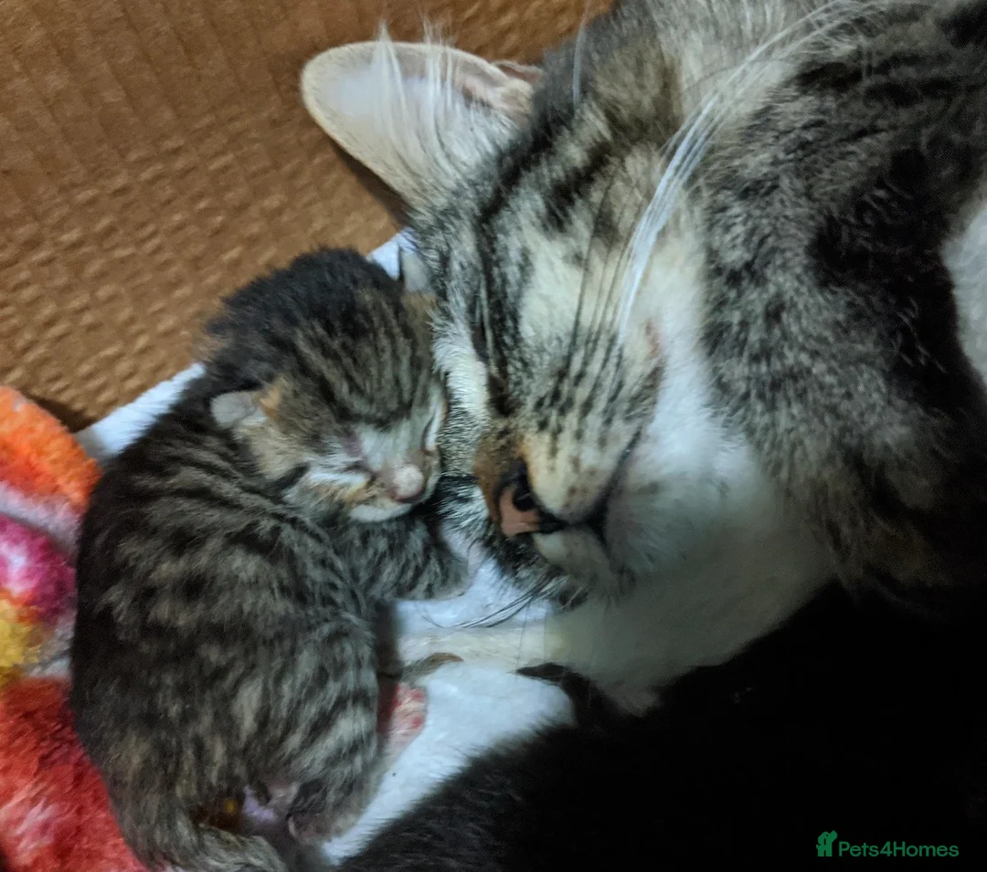 Mixed Breed cats for sale:  Cute Fluffy longhair kitten - Advert 11