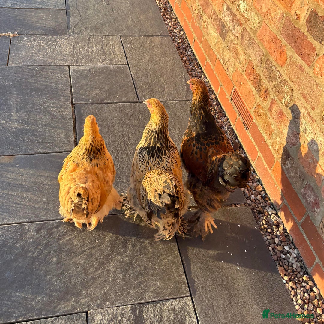 Chickens poultry for sale: Brahma Large Fowl Growers (Male & Female) - Image 4