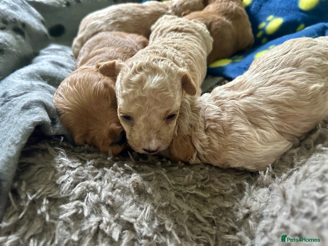 Maltipoo dogs for sale: ✨ Maltipoo Puppies Looking for Forever Homes! ✨ - Image 8