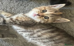 Mixed Breed cats for sale: Kittens  - Image 2