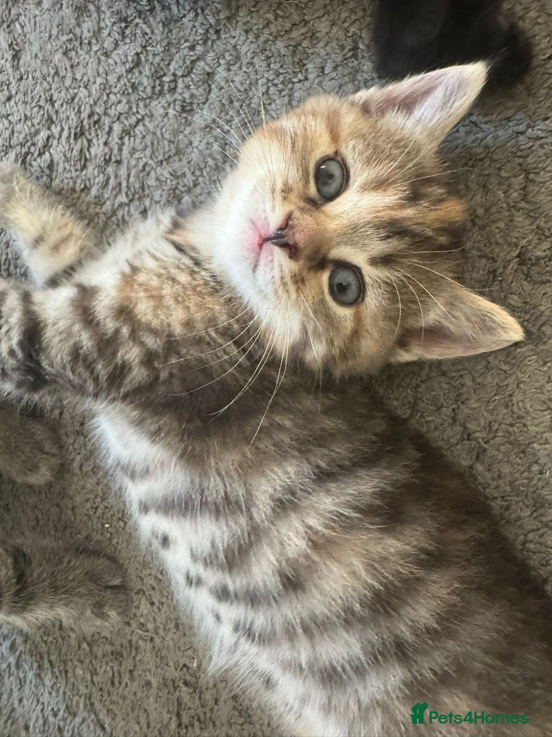 Mixed Breed cats for sale: Kittens  - Image 2